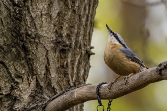 Feeding birds nuthatch