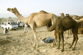 Camel calf drinking mother milk, pushkar, rajasthan, Asia, India