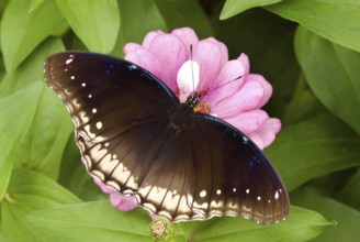 Danaid eggfly hypolimnas misippus in Lalbaugh, Bangalore, Karnataka, India