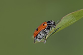 Ant sac beetle (Clytra laeviuscula)