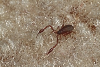 Book scorpion (Chelifer cancroides)