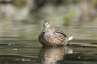 Female shoveler (Anas clypeata)