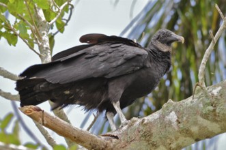Raven vulture (Coragyps atratus)