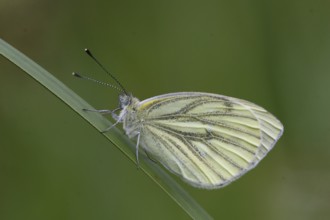 Green veined white butterfly (Pieris napi)