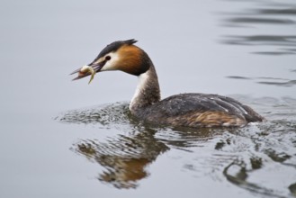 Great Crested Grebe (Podiceps cristatus)
