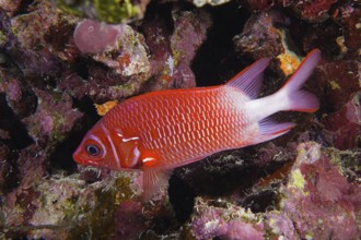 Silver-spotted hussar (Sargocentron caudimaculatum)