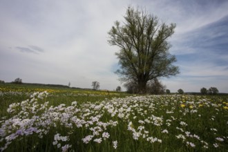 Flower meadow near Öttingen