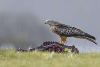 Red kite (Milvus milvus)