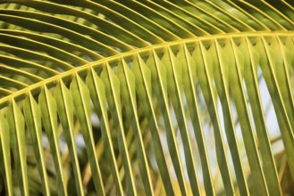 Palm tree frond at Agri, Pune, Maharashtra, India, Asia