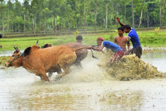 Moichara cattle race festival Herobhanga village, Canning railway station, West Bengal, India, Asia