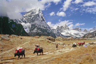 Yaks carrying trekkers luggage at Dusa village, Solukhumbu, Nepal, Asia