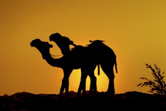 Orange yellow color sky land two camels