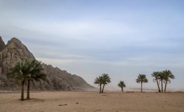 Green palm trees on the background of the desert of Egypt and the mountains