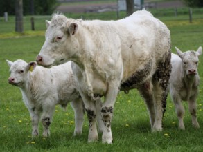 A larger cow with two calves grazing in a green field, white cows and calves on a green meadow in
