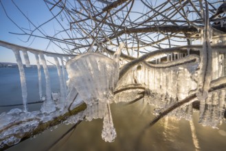 Branches with shimmering icicles over the lake, Niederzell, Reichenau, Lake Constance,