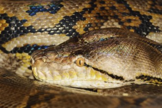 Portrait Of Python