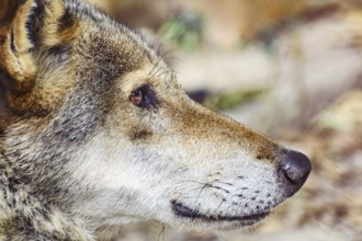 Close up Portrait of the Grey Wolf Varna, Bulgaria