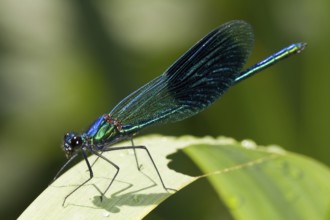 Macro of a male Banded demoiselle Calopteryx splendens on a leaf
