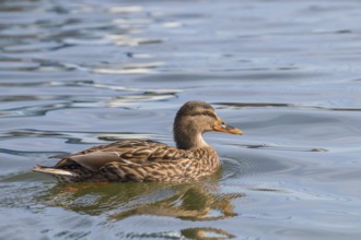 Wild duck Mallard Anas platyrhynchos. Female Duck