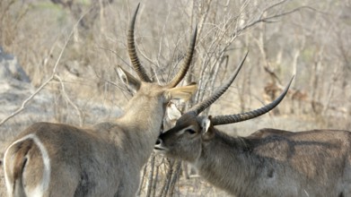 Waterbuck, Sabi Sands, Kruger National Park, South Africa South Africa