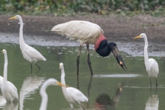 Jabiru (Jabiru mycteria), catching a fish, Pantanal, inland, wetland, UNESCO Biosphere Reserve,