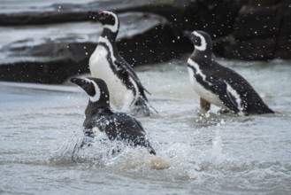 Magellanic Penguins (Sphreniscus magellanicus) landing on a beach, Bleaker Island, Falkland