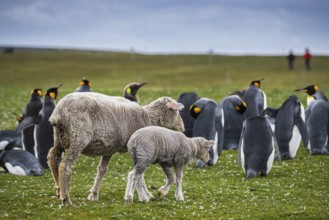 Sheep and king penguins (Aptenodytes patagonicus) on a pasture, Volunteer Point, Falkland Islands,