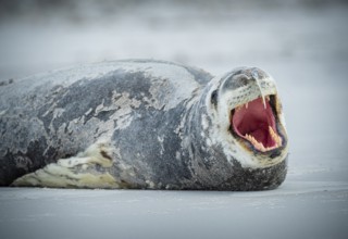 Leopard seal (Hydrurga leptonyx) yawning, Volunteer Point, Falkland Islands, Great Britain, South