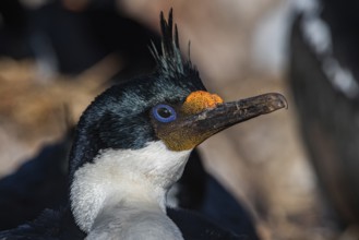 Blue-eyed Cormorant (Phalacrocorax atriceps), also Imperial shag, portrait, Bleaker Island,