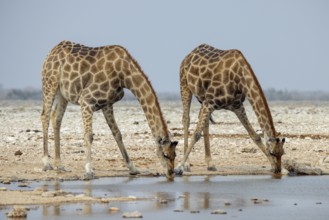 Giraffes, Giraffa, at the waterhole, drinking, Etosha National Park, Namibia