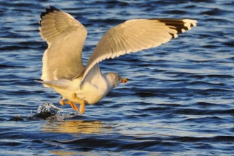 Seagull (Larinae) landing in the water, Brouwersdam, province of South Holland, Netherlands
