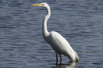 Great Egret standing in water looking left