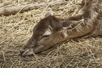 Deer without Horns Rests on the Ground