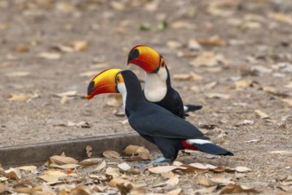 Giant toucan (Ramphastos toco), 2 animals, Pantanal, inland, wetland, UNESCO Biosphere Reserve,