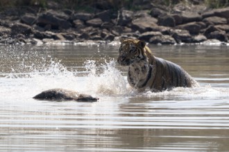 Tiger (Panthera tigris), Bengal tiger or Indian tiger, big cat (Pantherinae), carnivore