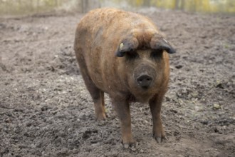 Woolly pig in the sand