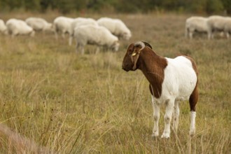 Boer goat during landscape conservation