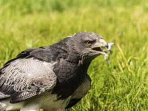 Chilean Eagle Buzzard