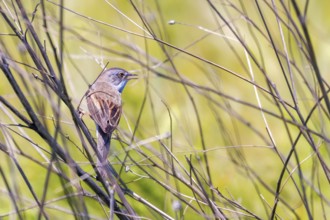 The Common Whitethroat (Sylvia communis) on Branch