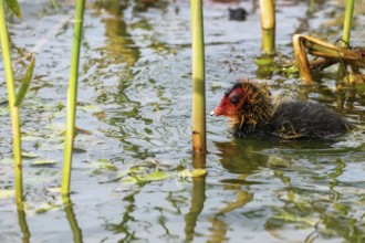 Eurasian Coot Chick (Fulica atra) on Water
