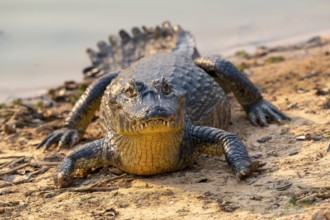 Caiman (Caimaninae), Crocodile (Alligatoridae), crocodile (Crocodylia), front view, close-up,