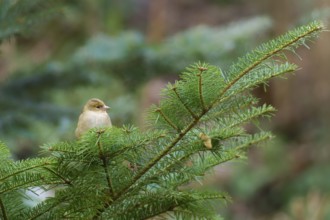 Female chaffinch in tree. Female Chaffinch in tree
