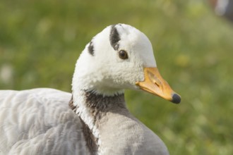 Bar headed goose Close up portrait (Anser indicus)