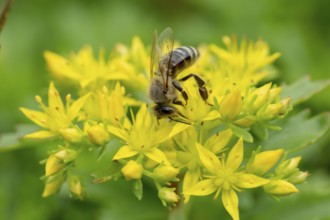 Bee collecting nectar from a yellow Phedimus aizoon flower in the spring