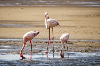 Close-up of flamingos in an Namibian bay