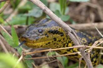 Yellow anaconda (Eunectes notaeus), also known as Paraguay anaconda or southern anaconda, boa