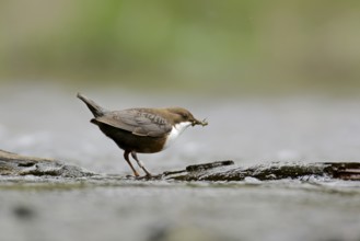 White-throated White-throated Dipper in the river stream. White-Throated Dipper in the river stream