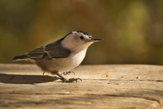 White Breasted Nuthatch sitting on a wooden plank. Birdlife. Sitta carolinensis