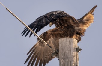 Golden Eagle Canada large majestic bird Prairies Canada