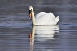 Mute Swan (Mating Pair), Mute Swan (Pair courting)